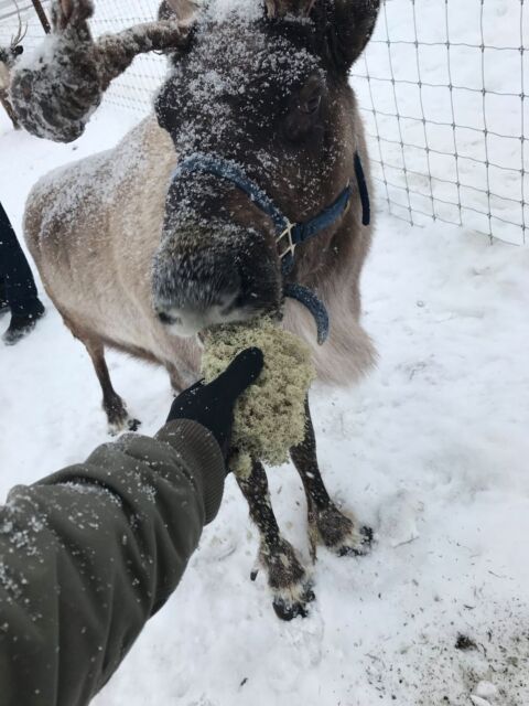 General Information About Reindeer - Reindeer Owners and Breeders ...